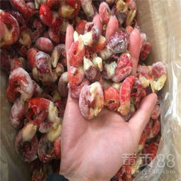 玉米隧道式速冻机 低温单冻技术助力果蔬保鲜新高度